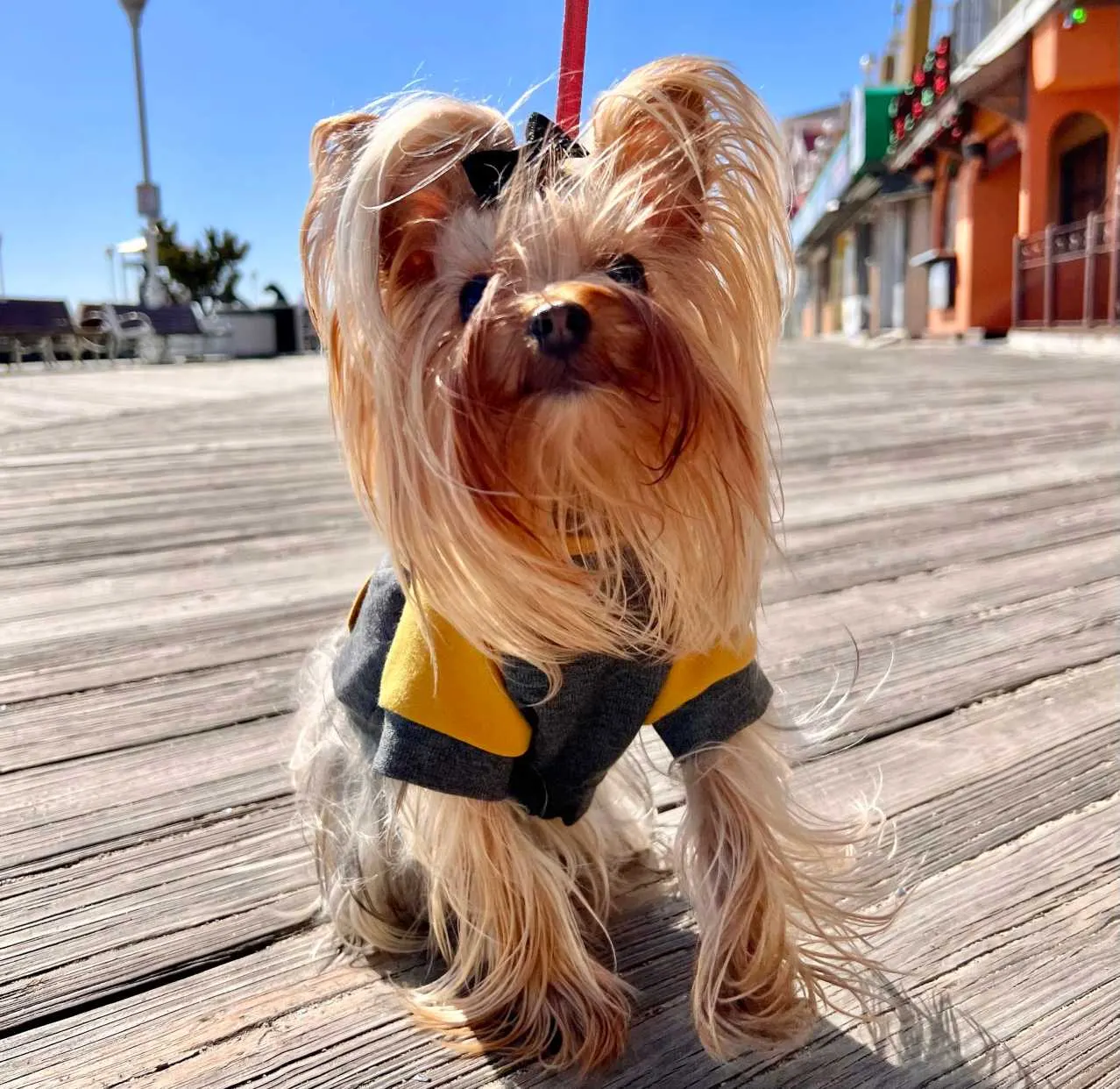 Dog-Friendly Ocean City Boardwalk
