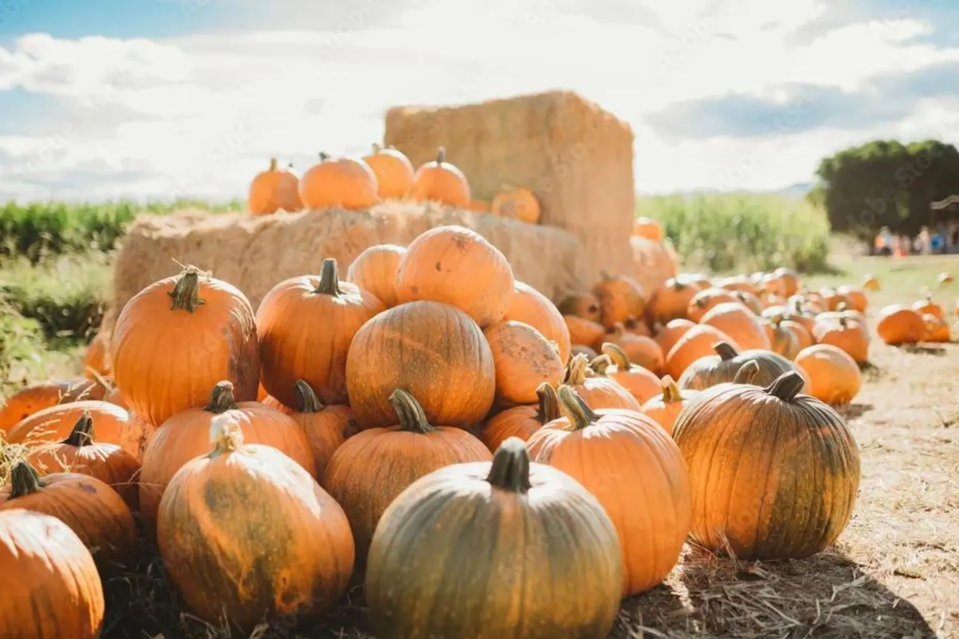 Enjoying Simple Fall Family Fun