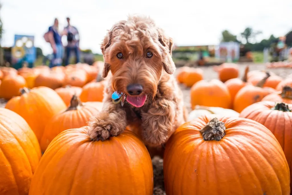 Fall Pumpkin Farm