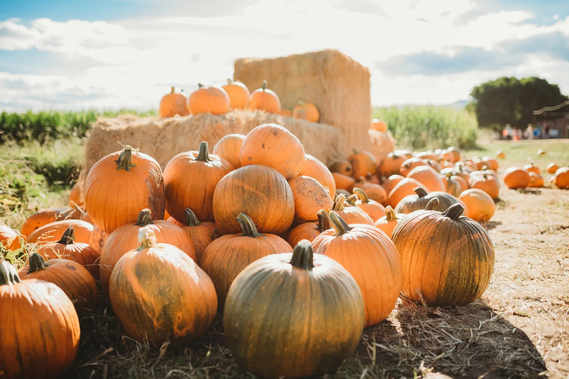 fall for autumn in Annapolis