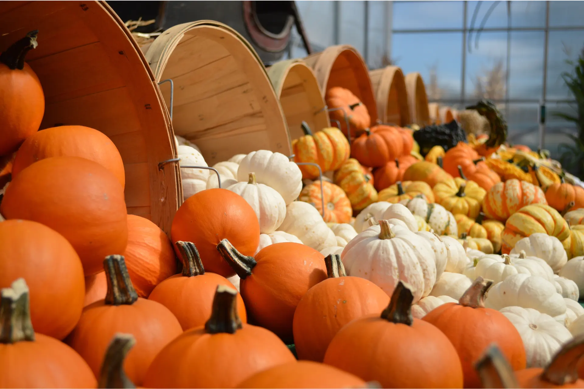 Fall Fun at Gaver Farm & Giveaway