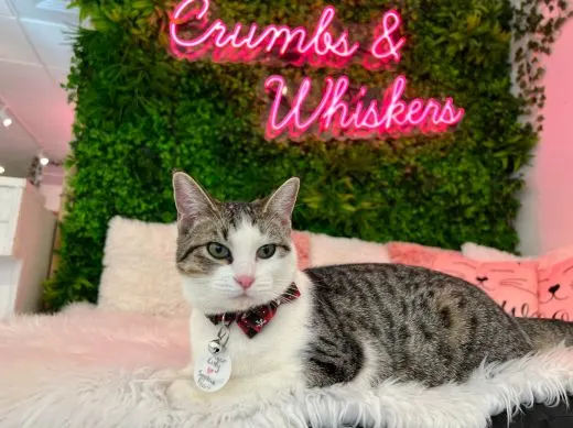 Crumbs and Whiskers Georgetown